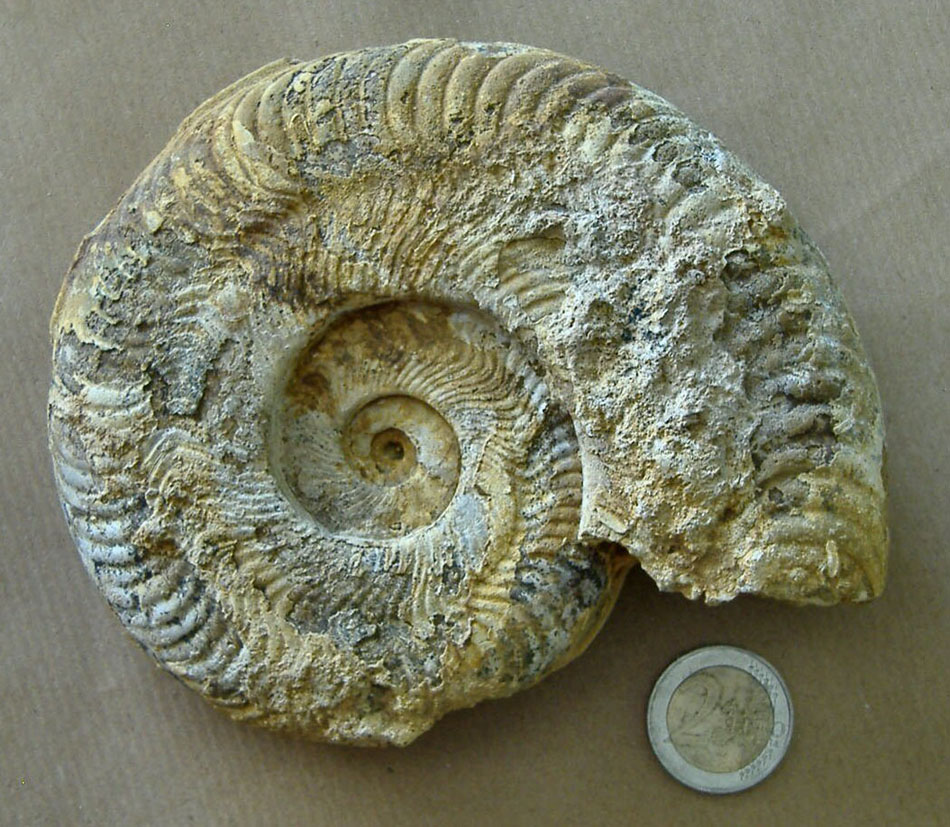 AMMONITE (nuova) 11